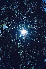 light thru trees